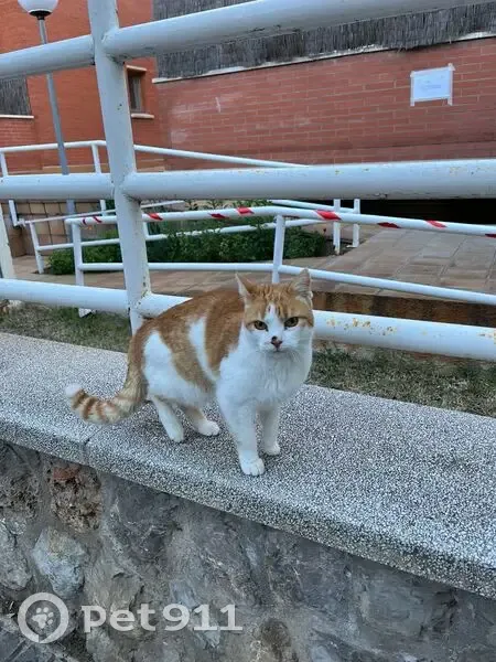 Gato Cariñoso Encontrado en Castelldefels - photo