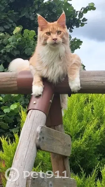 Maine Coon roux et blanc perdu à Liverdy - photo
