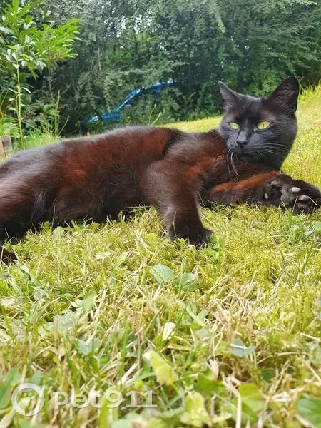 Chatte noire perdue à Quimper - photo