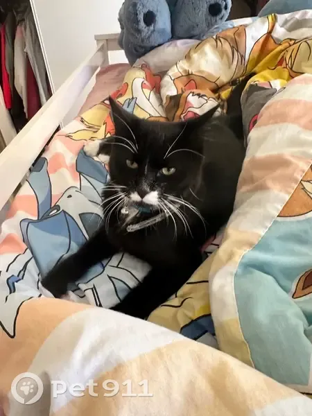 Lost 1-Year-Old Cat: Blue Collar Alert - photo