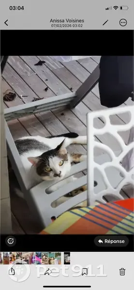 Chat perdu : mâle blanc/gris amical, St-François - photo