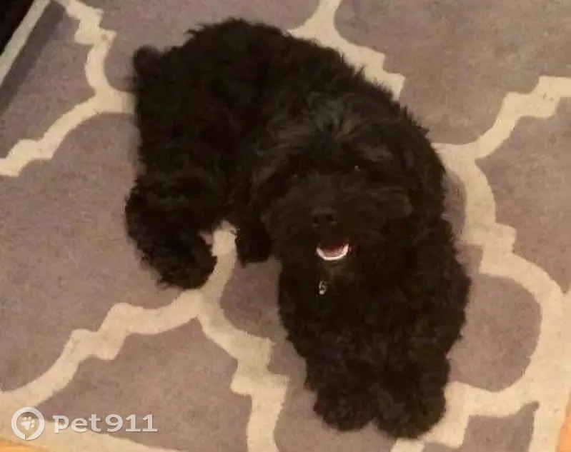 Lost Senior Cockapoo: Blind & Deaf - photo