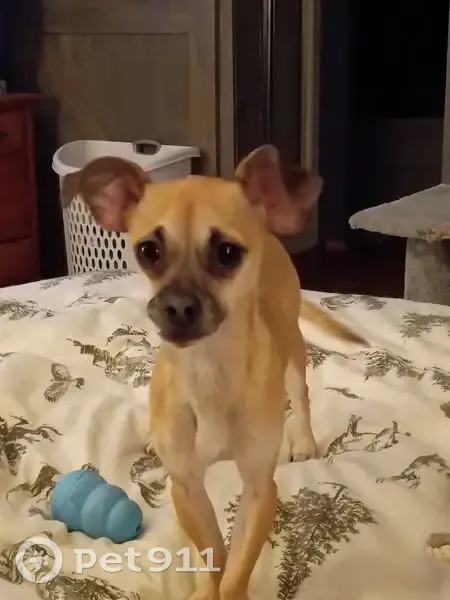 Lost: Sad-Eyed Chiweenie Luna in Jonesboro - photo