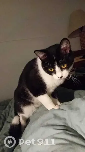 ¡Gato Perdido! Asustado en Carrer del Freser - photo