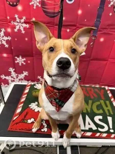 Lost Dog: Tan & White, River Rd, Rome - photo