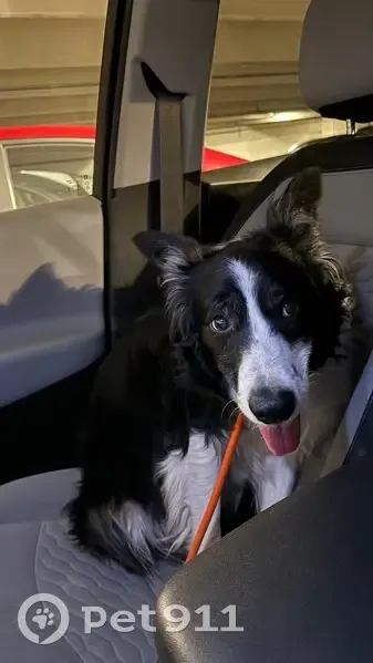 Found Scared Dog on Gleaves St, Nashville - photo