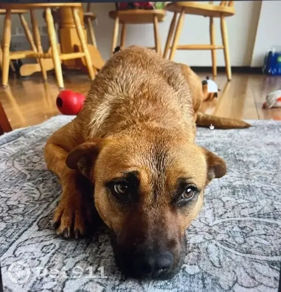 Lost Dog: Short Brown Coat, Pink Collar - photo