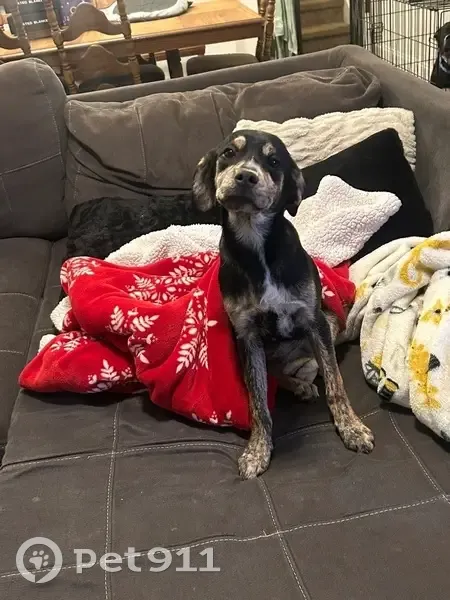 Lost Aussie Lab Mix: Purple Collar, Easley - photo