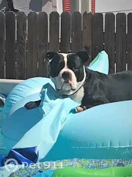 Lost Black Bully Dog: 4th St, Sparks - photo