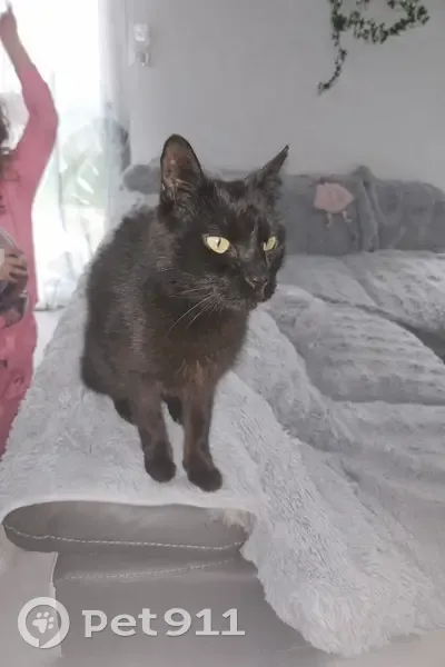 Chat noir âgé perdu à Aussonne - photo