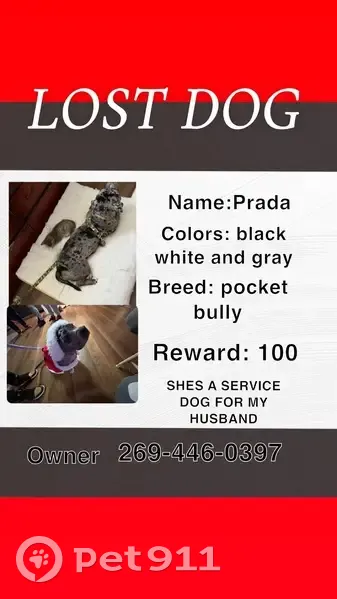 Lost Dog: Bald Patch, Hubbard St, 234 - photo
