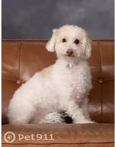 Lost Dog: White with Tan Spots, Crowley - photo