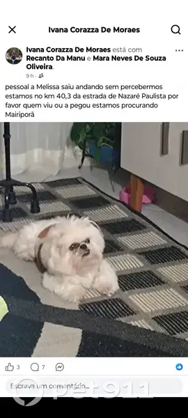 Cachorro perdido - photo