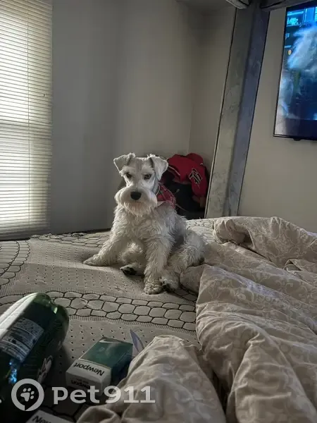 Lost Schnauzer: Grey/White, Blue Eyes - photo