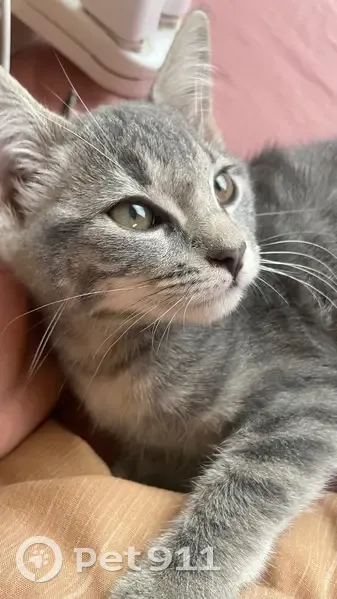 Lost Grey & White Cat: Petrea St, Lenasia - photo