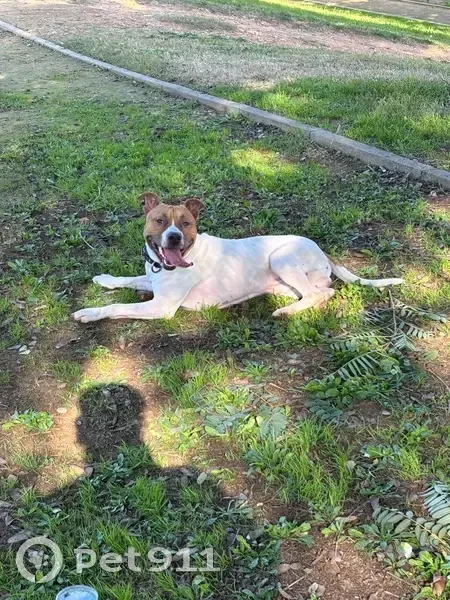 Perro Perdido: Blanco y Marrón en Sevilla - photo