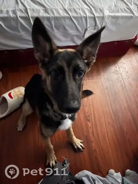 Lost Dog: Friendly Pup on Oak Plains Rd - photo