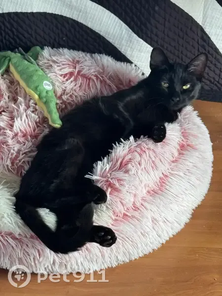 Gatita Perdida en Toledo: Cicatriz en Oreja - photo