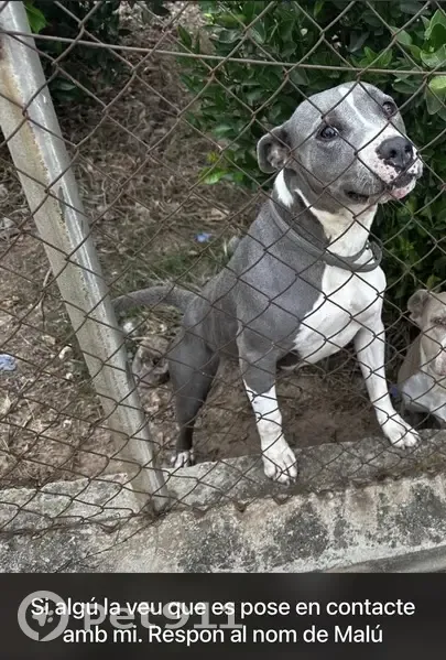 Pitbull Ceniza Perdida en Alcocera, Ayuda - photo