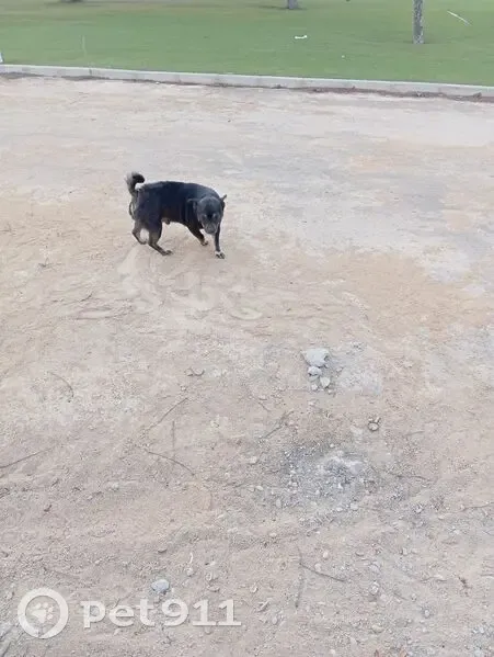 Perro Perdido en Murcia: Ayuda a Encontrarlo - photo