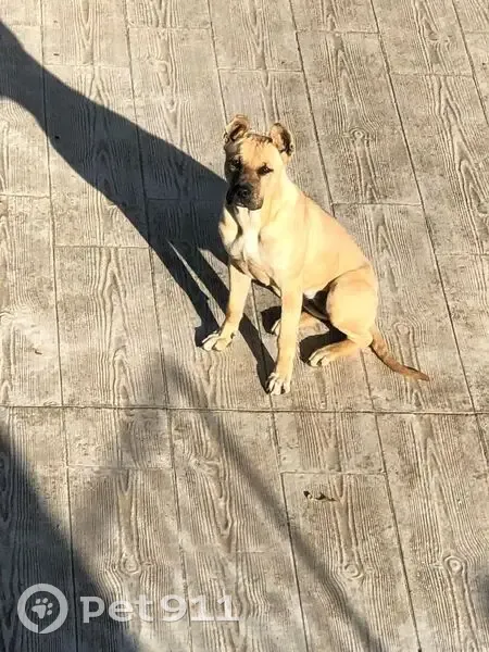 Perro Marrón Perdido en Vimbodí, Cataluña - photo