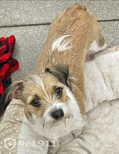 Lost Jack Russell-Chihuahua Mix in Orem - photo