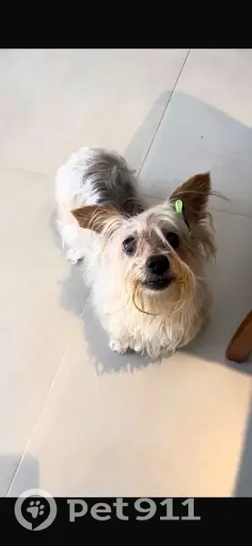 Cachorro encontrado Fêmea (brf002283) - photo