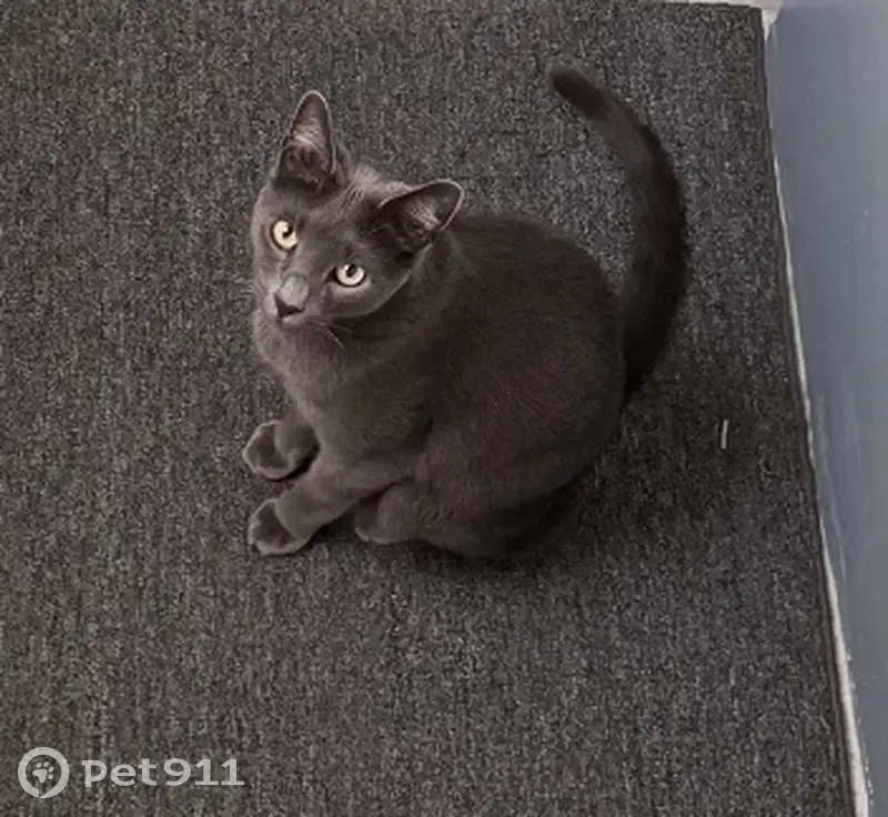 Lost Gray Cat in Lyndhurst - Help Find Him! - photo