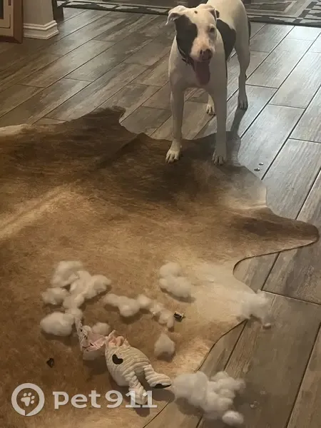 Missing Skittish Dog: NW 48th OKC - photo