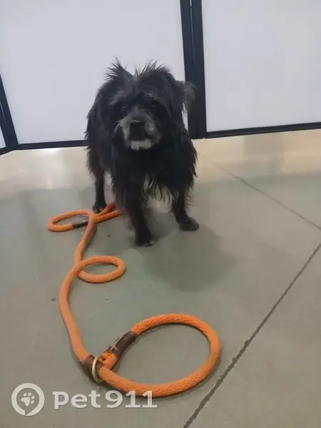 Lost Skittish Dog: Black & White, Phoenix - photo