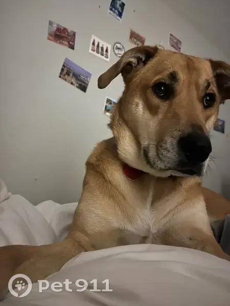 Lost Golden Dog: Purple Collar, Denver - photo