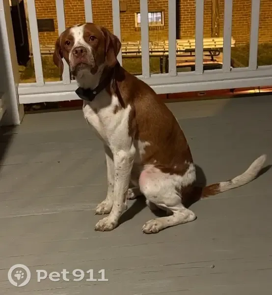 Lost: Friendly Pitbull & Pomeranian Duo - photo