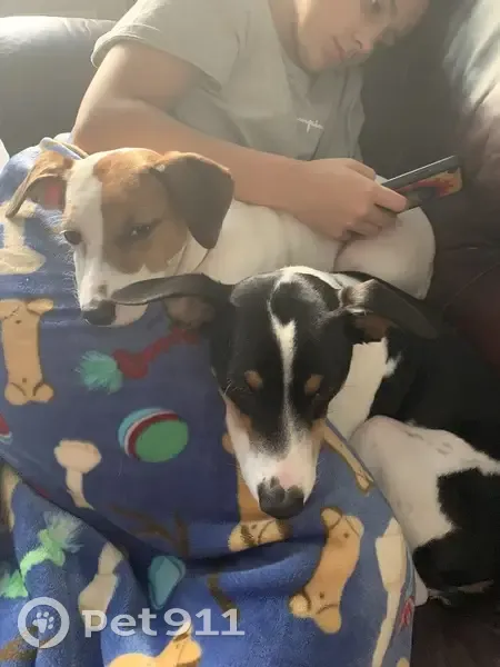 Lost Terrier: White/Black/Brown, Compton Rd - photo