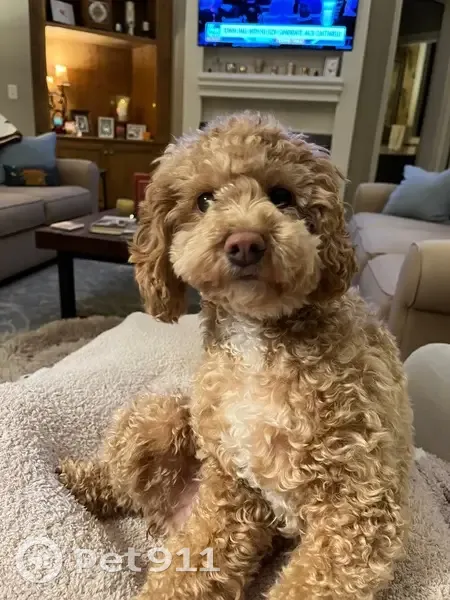 Lost Cockapoo: Carmel Color, Leawood - photo