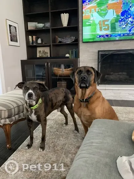 Lost Catahoula Pit Bull in Houston Bayou - photo