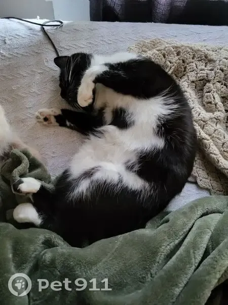 Lost Tuxedo Cat: Friendly Male in Dover - photo