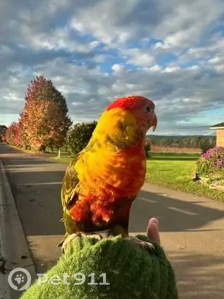 Help Find Squeaky: Friendly Lost Bird - photo