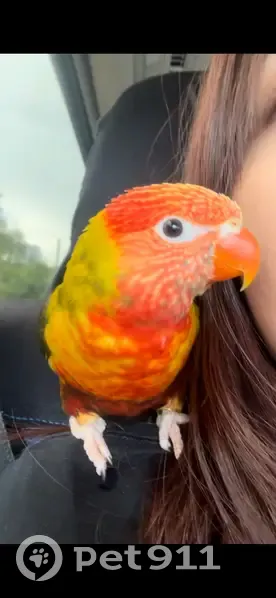 Lost Parrot: Bright Colors & Loves Kisses - photo