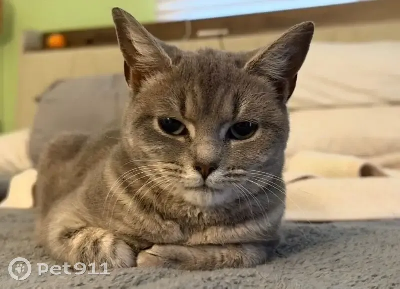 Help Find Zara: Missing Cat in Chester, VA - photo