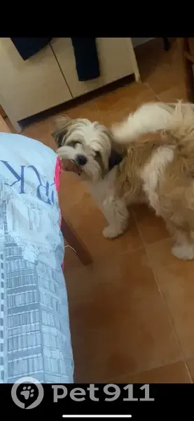 Perro Juguetón Perdido en Agost, 8 Meses - photo