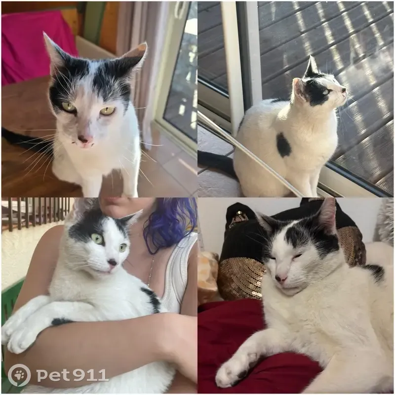Chat perdu à Théza : Aidez-nous à le retrouver - photo