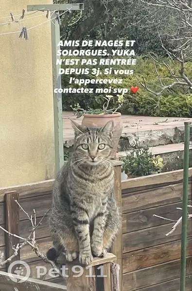 Chat perdue Yuka, queue enroulée, Occitanie - photo