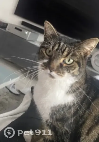 Chatte peureuse perdue à Strasbourg - photo