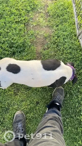 Lost Dog: Timid Pup on Desborough Rd - photo