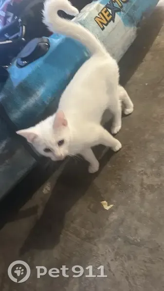 Lost Indoor Cat: Lakeview Rd, Lake Macquarie - photo