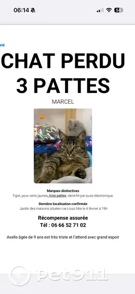 Chat tigre 3 pattes perdu à Bordeaux - photo