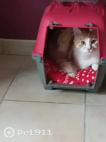 Chat roux et blanc perdu à Henrichemont - photo