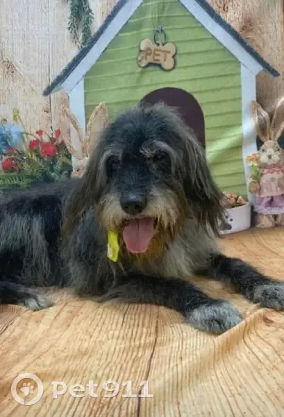 Cachorro perdido - photo