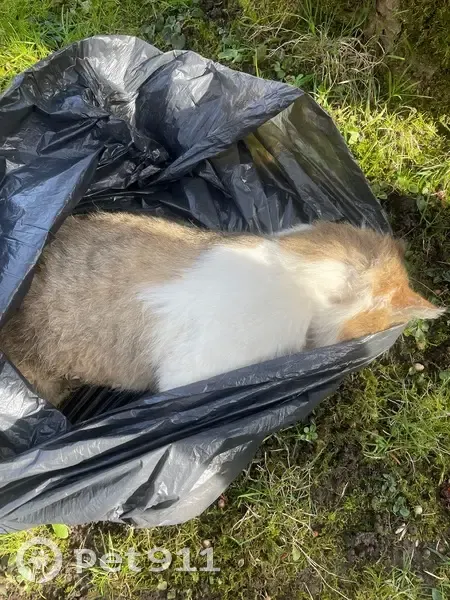 Chat trouvé, Rue Fromentelle, Bouillancy - photo
