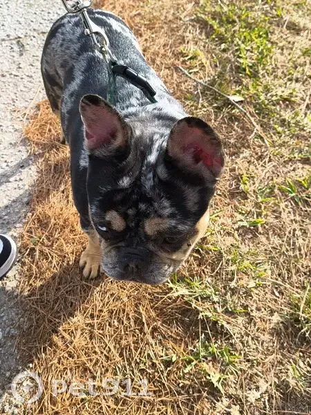 Stolen Merle Frenchie: Help Find Lily! - photo